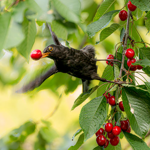 Birds