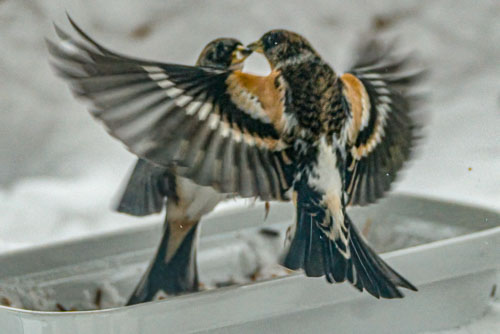 Birds