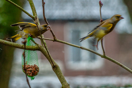 Birds
