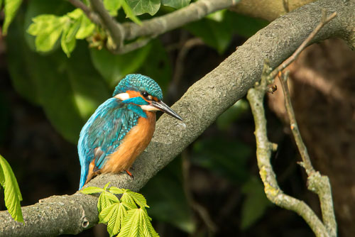 Birds