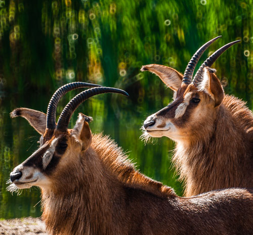 Land Animals