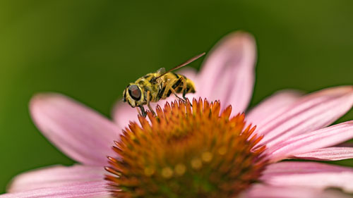 Flying insects