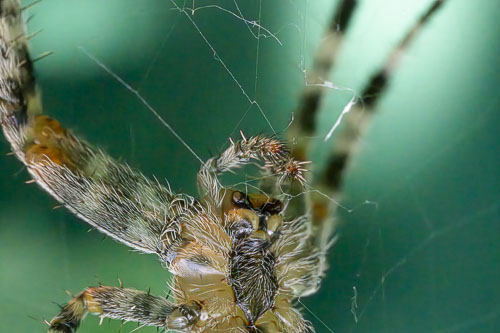 Land insects