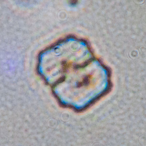 Microscope
