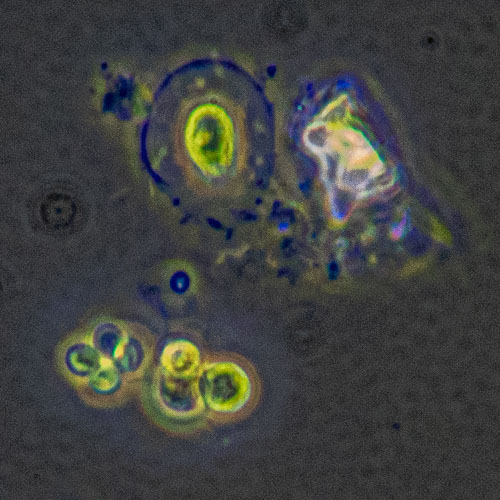 Microscope