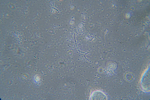 Microscope