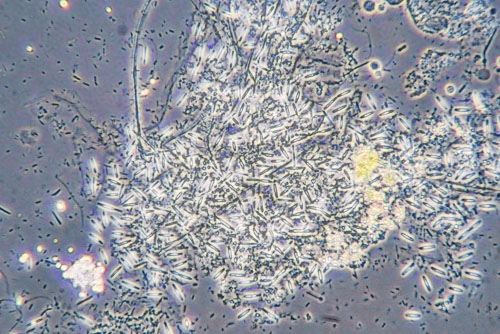 Microscope