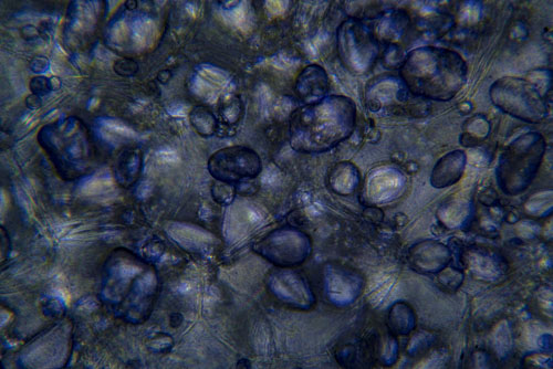 Microscope