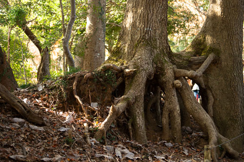 Mount Takao