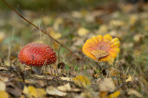 Travels Finland